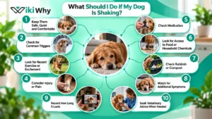What to Do If Your Dog Is Shaking