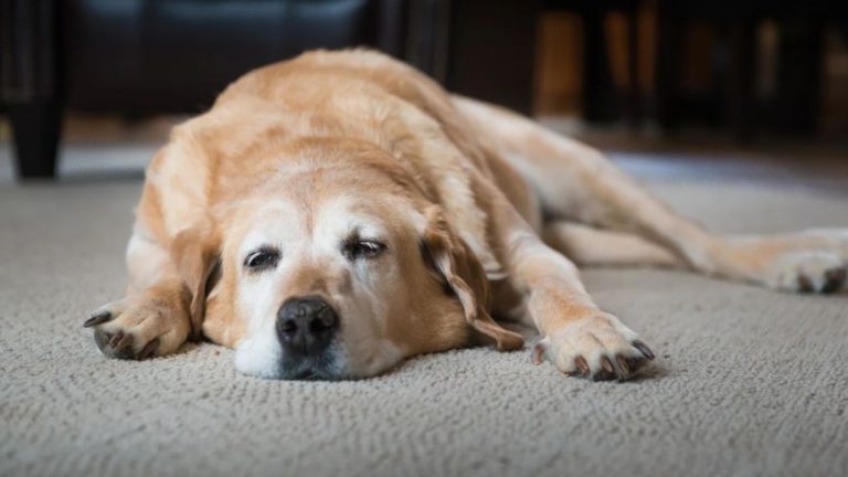 Photo inspiration: Shaking Dog Symptoms Reference: Why Is My Dog Trembling And Shaking