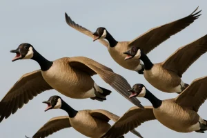 How Do Geese Communicate and Coordinate During Flight