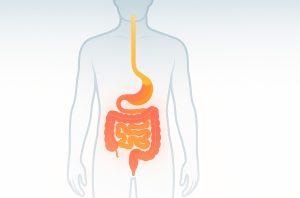 What Happens to Your Digestive System When You Drink Alcohol