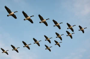 What Is the Science Behind the V Formation