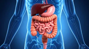 How Does Alcohol Disrupt Normal Digestive Function